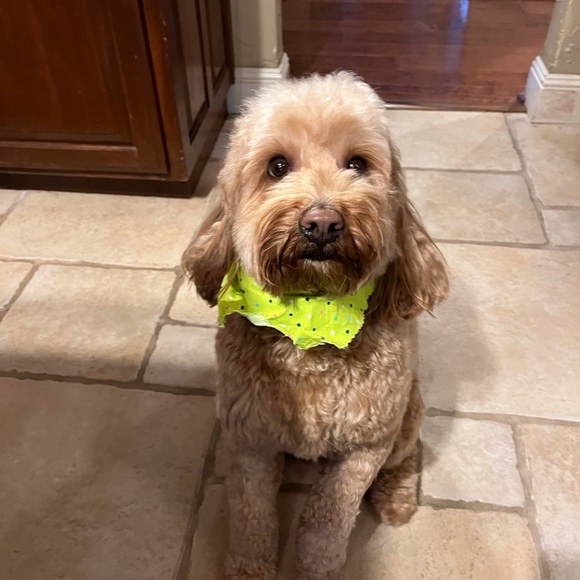 Meet your Posher, Judi - Picture 2 of 2